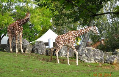 girafes, gnous, rhino du zoo de beauval 14 septembre 2014