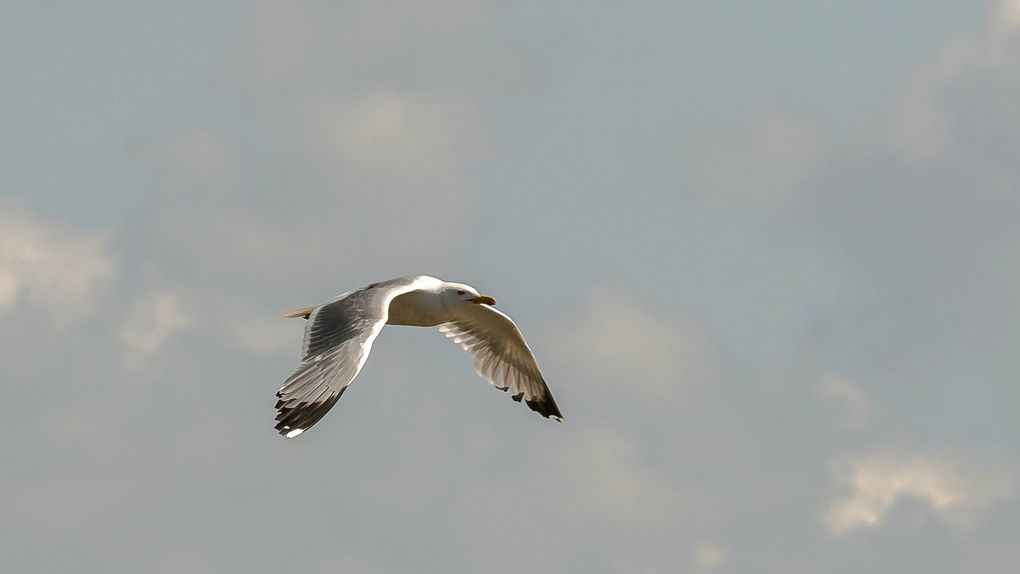 Le sentier littoral à proximité de la réserve ornithologique du Teich.