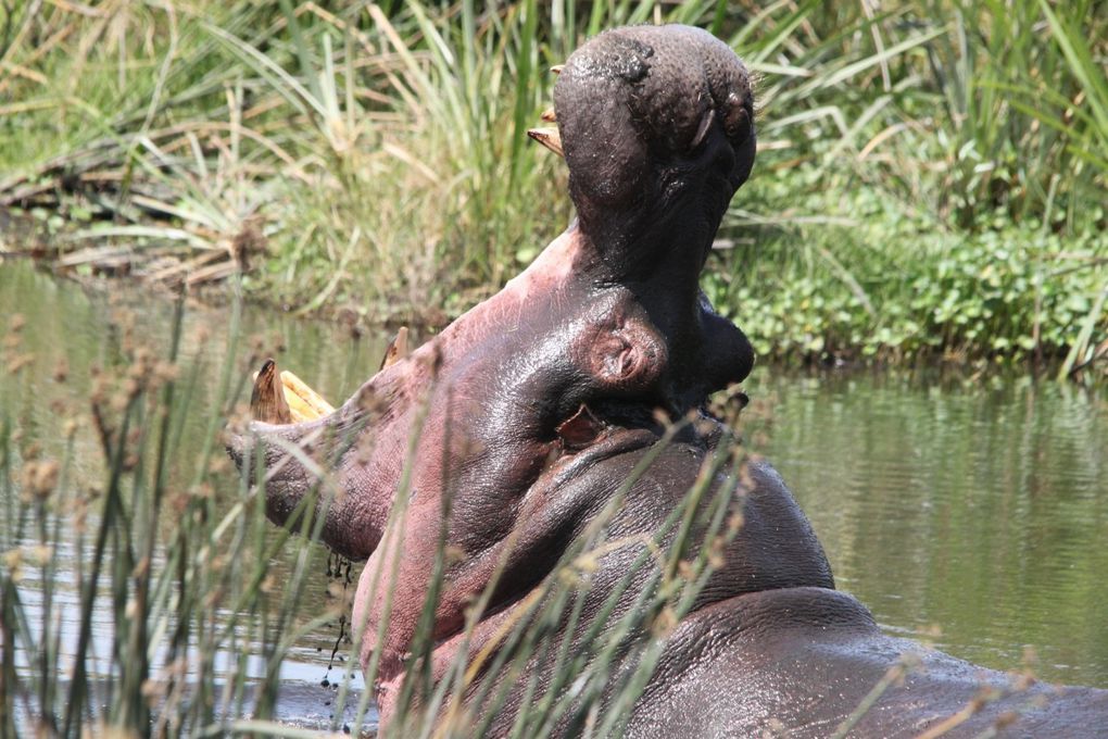 Album - 7.2 Ngorongoro