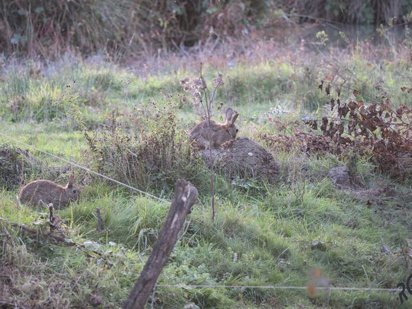 Lapin de garenne