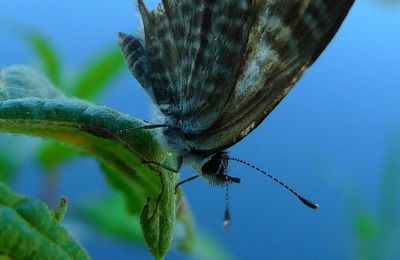 Papillon fatigué...