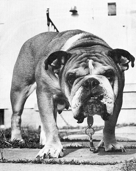 Album - Old-pics-Bulldogs-and-Staffies