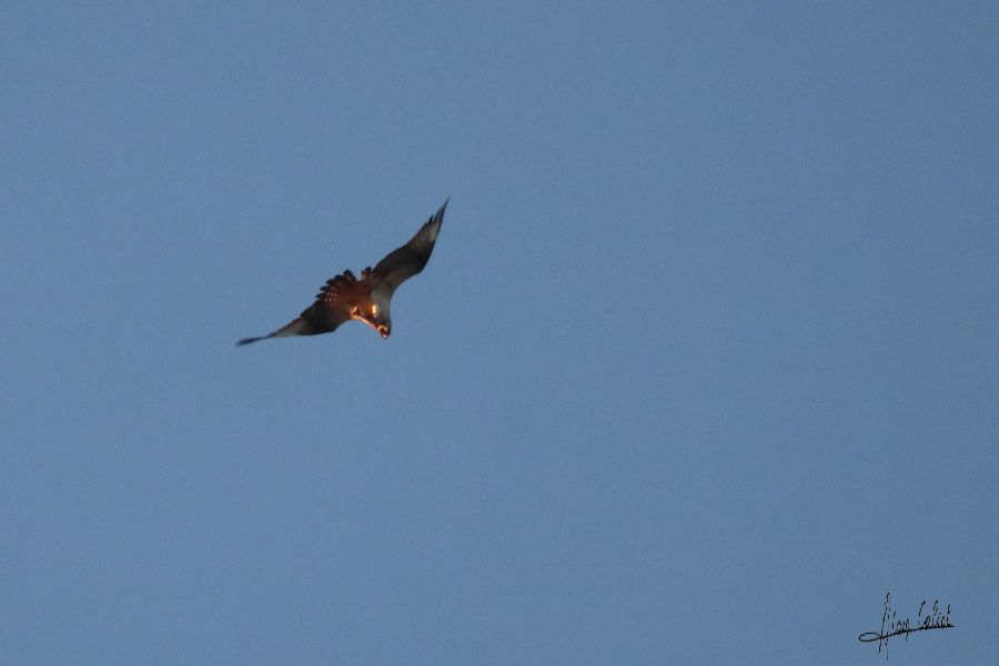 Balbuzard pécheur à Ondres et au marais d'Orx