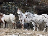 L'Altaï, une des plus anciennes races que l'on puisse trouver en Sibérie
