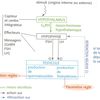 Contrôle hormonal de la reproduction chez l'homme