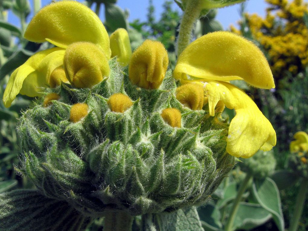 Les plantes et fleurs de mon jardin