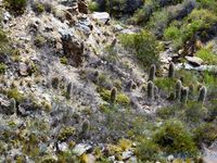 Canyon de Atuel, Argentine en camping-car