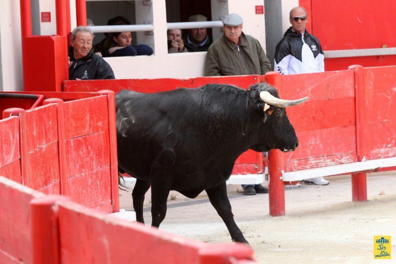 St-Martin-de-Crau Samedi 8 octobre 1011 Journée du Revivre de la Feria de la Crau Tienta de macho et de vacas et Lidia de 4 toros Ganaderias : Giraud-Malaga-Yonnet