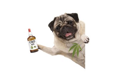 The Health Benefits of Using CBD for Dogs