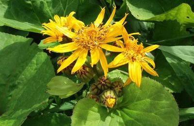 Troisième TROC plantes, le succès !