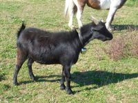 Le chèvre joueuse avec les chevaux et le poney