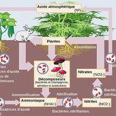 L'importance du cycle de l'azote en permaculture