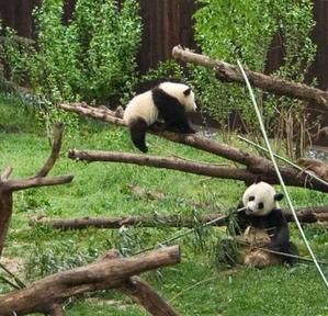 Des photos de pandas 