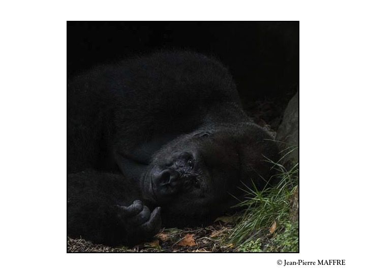 Le Gorille des plaines de l’Ouest est un primate qui vit dans les forêts tropicales humides et les zones marécageuses du côté atlantique de l’Afrique centrale. Il est le plus volumineux de la famille des grands singes.