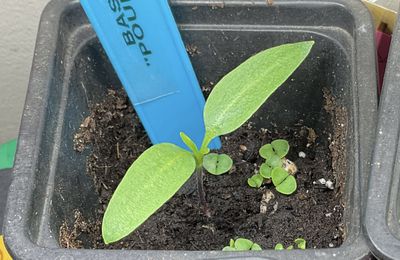 Premier essai de culture du poivron jaune cuneo dans le micro jardin urbain