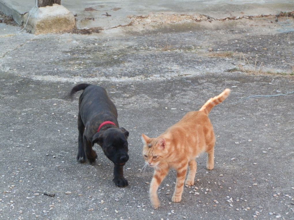 Malo, mon bébé chien