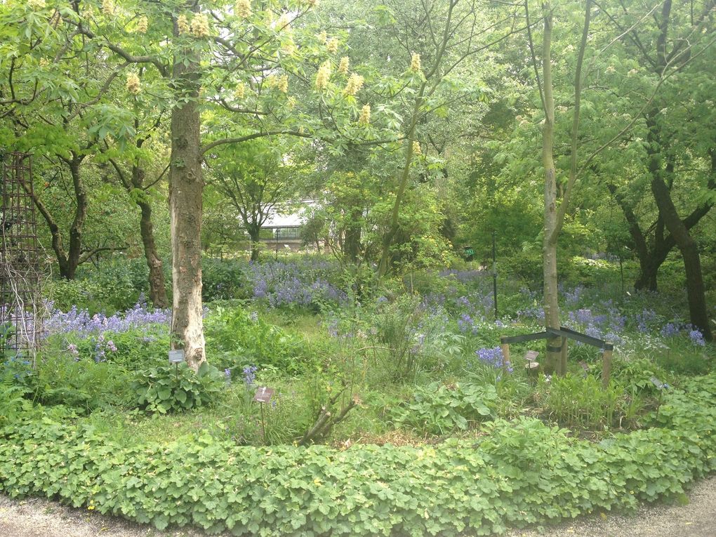 Hortus Botanicus - Amsterdam