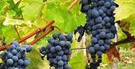 #Cabernet Sauvignon Producers Chilie Vineyards