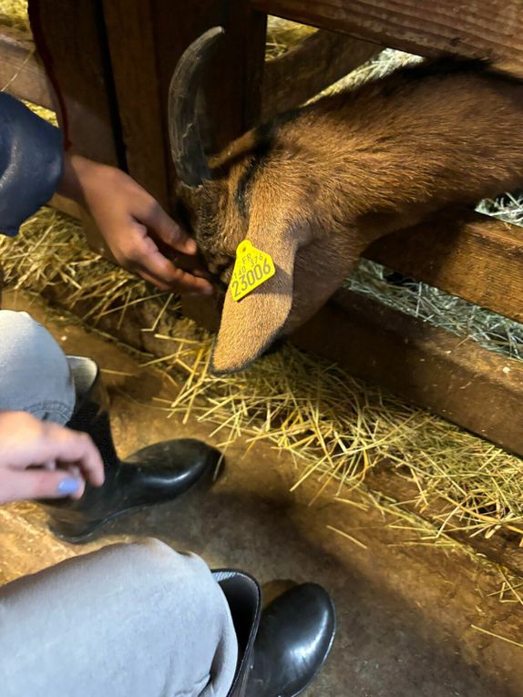 Ce matin nous avons nourri les moutons et cuisiné une recette typique. Cette après midi petite visite des animaux de la ferme. Les oiseaux  Et ensuite fabrication d’un attrape rêves et dégustation de nos rabottes ( spécialité ardennaise )