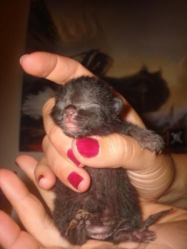 Voici des photos des animaux qui nous entourent, ils font partie de notre vie, pour le meilleur et pour le pire, et resteront dans notre coeur pour toujours... Et voici aussi la famille !