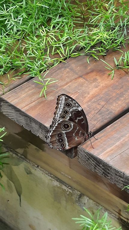 GALERIE PHOTOS - TERRA BOTANICA