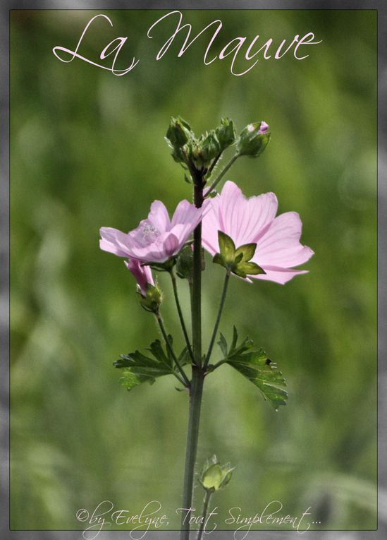 Comme l'indique le nom de l'album : photos de fleurs,insectes, gouttes d'eau ou autres en macro ou proxi..