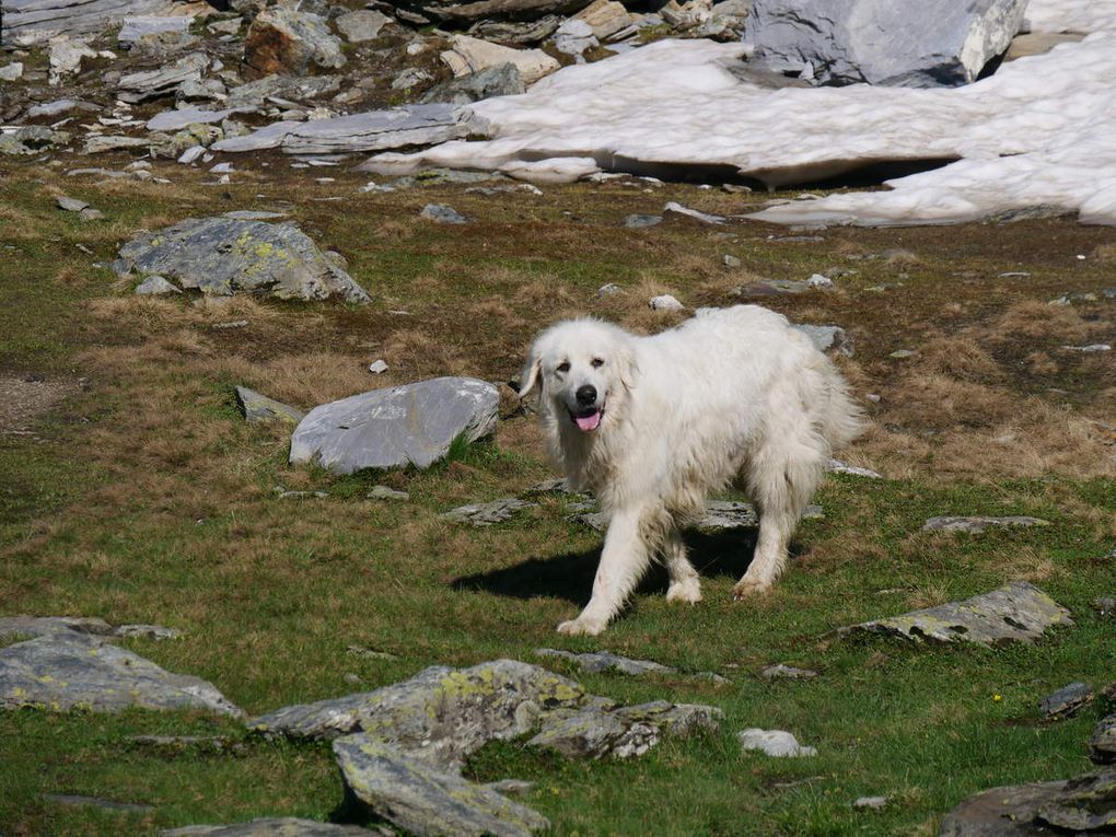 Tour de Haute Maurienne (Etape 8) : Refuge Entre Deux Eaux - Refuge de l'Arpont (2310m)