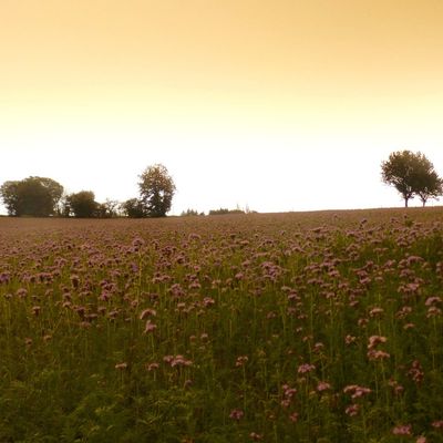Phacélie à feuilles de tanaisie - Phacelia tanacetifolia