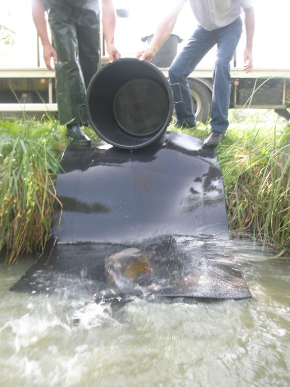 Pour que les finalistes s'éclatent encore un peu plus l'association a immergé 400Kg de Carpes de 3Kg de moyenne