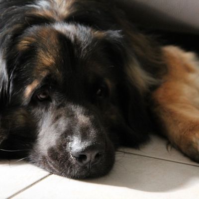 15/05/2011 : Comment faire rougir sa maitresse ?