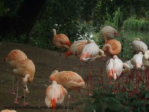 Elefant Victor, Flamingos, Erdmännchen, Löwen, Nashornleguan, Mara, Tapir