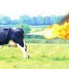 Chateaumeillant : Emile fume au cul d'une vache et prend feu