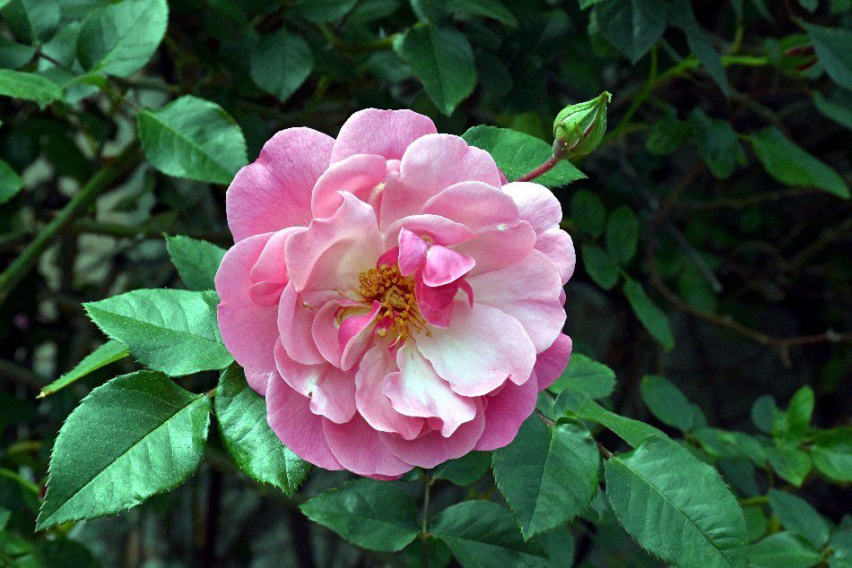 LA BASTIDE DES ROSES