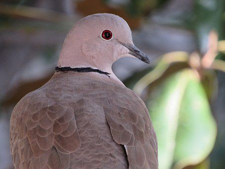 Le Canard déchaîné de Casse-grain : un journal qui fait du bien