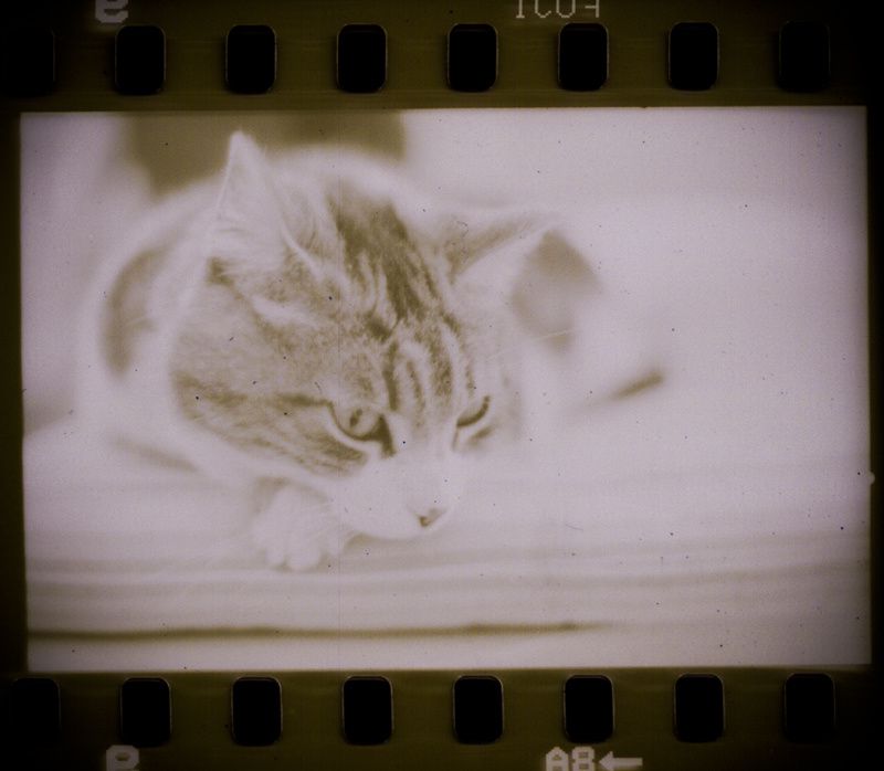 Mes premiers pas en argentique avec un Holga 120GN