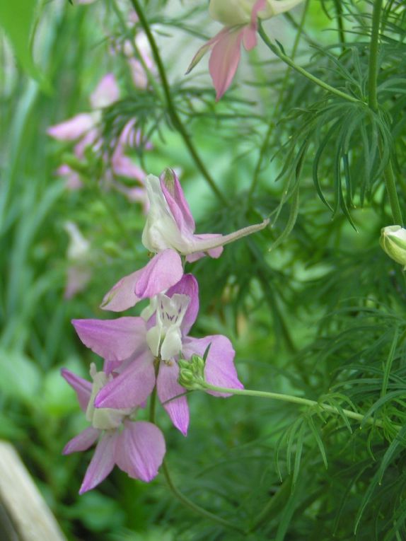 Jolies fleurs...