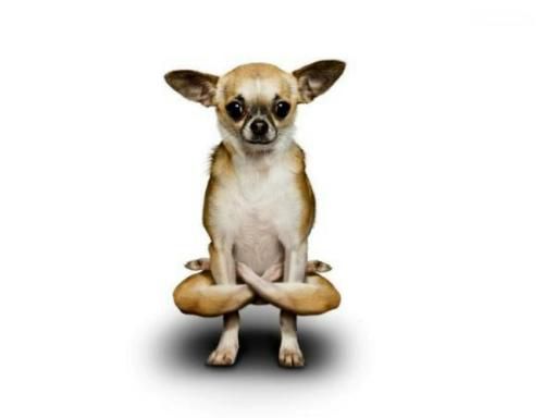 Yoga dog :)