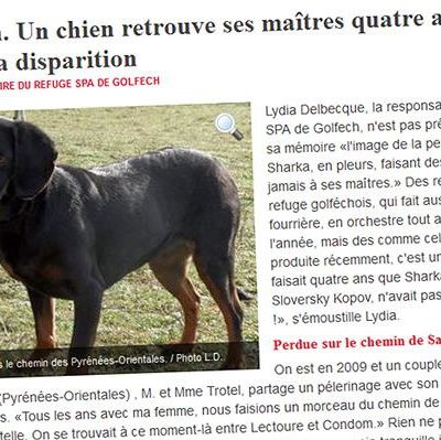Un chien retrouvé quatre ans après sa disparition