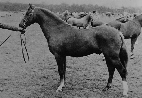 Photos d'étalons et de juments ayant marqué la race en France ou à l'étranger. 

