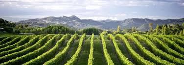 #Muscat Producers Gisborne Region New Zealand Vineyards 