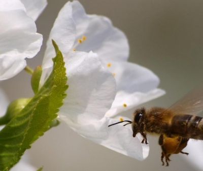 Des abeilles et des fleurs, à la lumière de la bio-dynamie...