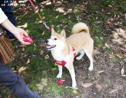 *Toutes les photos dans "La vie avec un Shiba Inu !"  appartiennent à "akishiba", l'auteur de ce blog. 