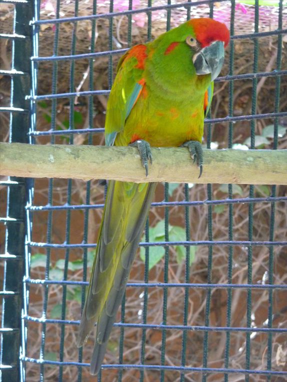 Album - Reserve des oiseaux exotiques