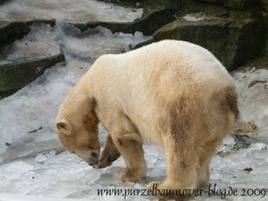 Knut am 27. Januar 2009