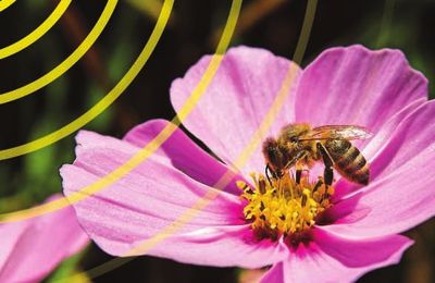 DES ABEILLES, DES OISEAUX ET DES HOMMES