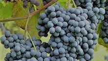 #Nebbiolo Producers North Coast Vineyards  California