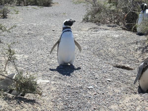 Plein d'animaux trop chous dans un cadre de rêve!!!