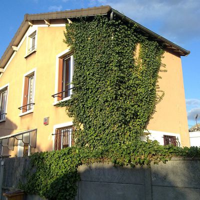 Taille d'un lierre sur une façade de maison