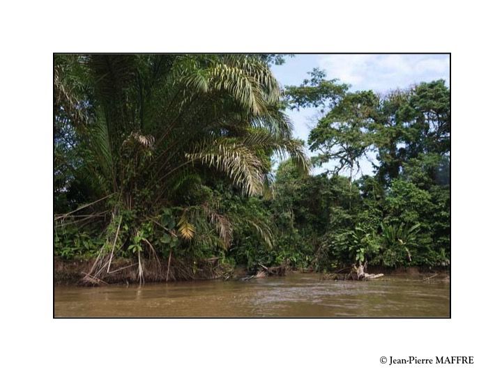 Naviguer dans la forêt tropicale pour atteindre le pacifique.