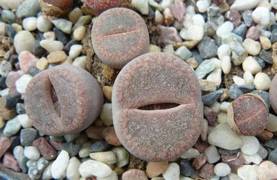 Le premier printemps des lithops